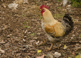 Farm animals,Cockerel