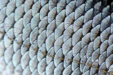 Real Roach Fish Scales Macro Texture © Vidady