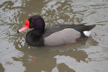 male red nose duck 8384