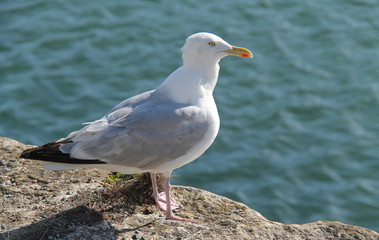 A Herring Gull Standing on a Sea Wall.