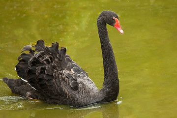 swimming black swan 8413 - 65178424