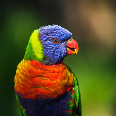 lori lorikeet