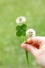 Four leaf clover and flowers