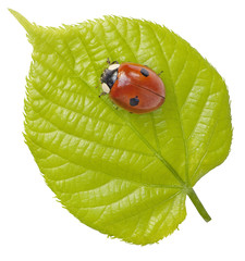 Ladyleaf