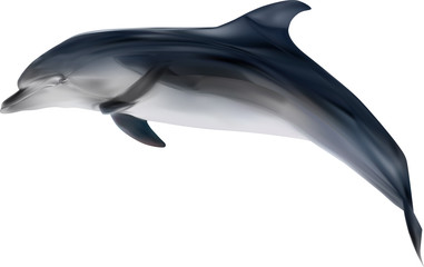 Fototapeta premium grey dolphin on white illustration