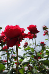 Obraz premium The image of flower