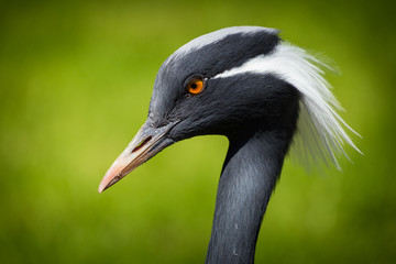 crane bird
