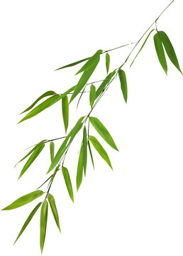 illustration with lush green bamboo foliage