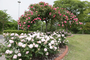 The image of beautiful scenery