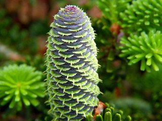 Tannenzapfen am Baum