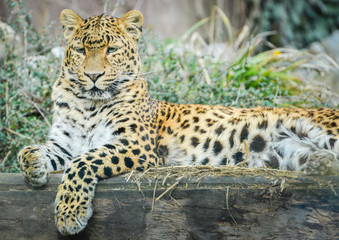 Fototapeta na wymiar Leopard - Panthera pardus