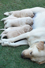 Labrador puppies sucking milk from mother dog breast.