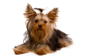 Yorkshire terrier