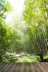 wooden floor in rainforest