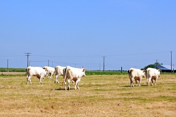 Obraz premium troupeau de vaches de dos, campagne du perche (France)