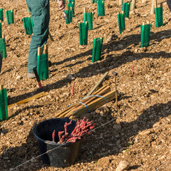 travaux de repiquage des vignes 