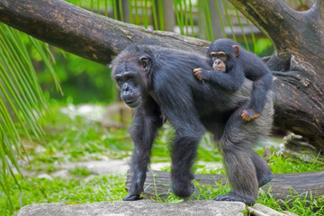 Common Chimpanzee