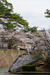春の新発田城の表門と桜