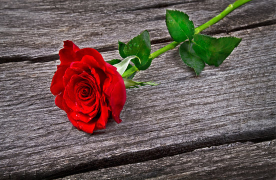 red rose on old wood
