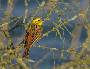 Yellowhammer evening light