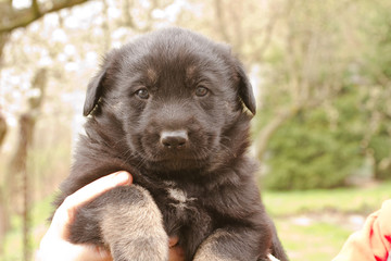 small black puppy dog