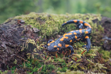 salamander