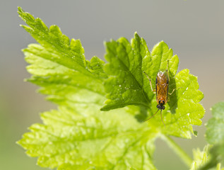Жук пилильщик Tenthredinidae