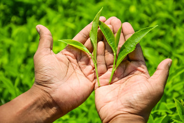 hand holding a piece of green tea leaf