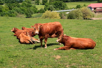 Vaches Limousines au repos.