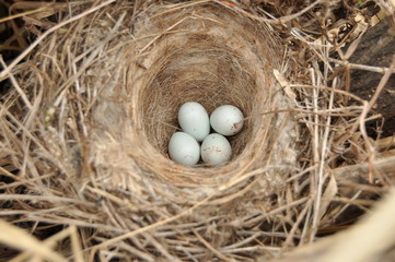 Птичье гнездо