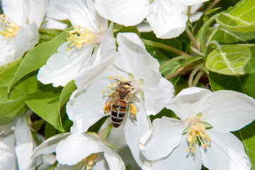 Insect on flower Apple