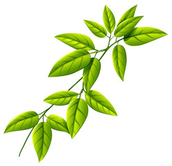 A leafy plant