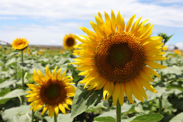 The image of beautiful flower