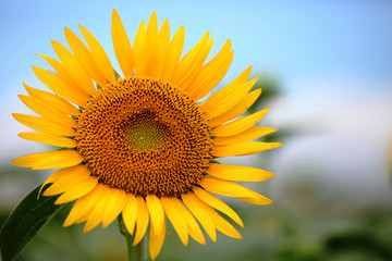 Obraz premium The image of beautiful flower