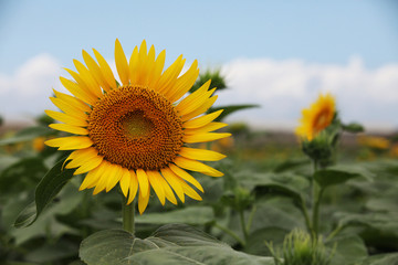 The image of beautiful flower