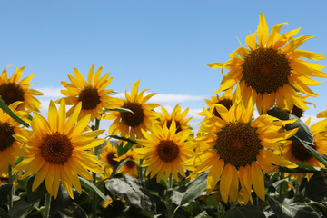 Fototapeta premium The image of beautiful flower