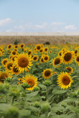 Fototapeta premium The image of beautiful flower