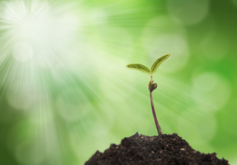 sprout