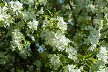 White flowers spring crabapple