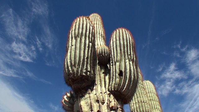 Giant Saguaro ( Carnegiea gigantea) at Papago park. Arizona,