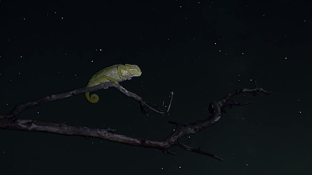 timelapse chameleon sleeping and moving stars