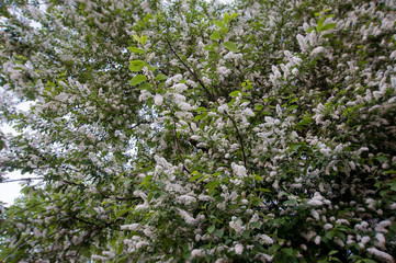 bird cherry tree