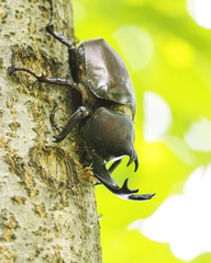樹液を吸うカブトムシ