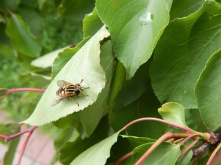 Fly eristalis