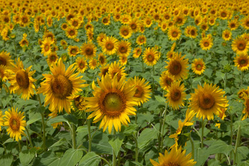 The image of beautiful flower