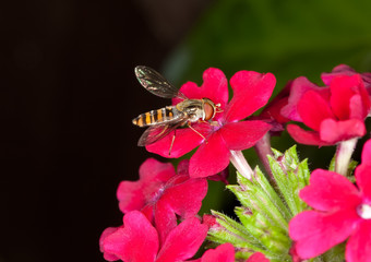 hoverfly