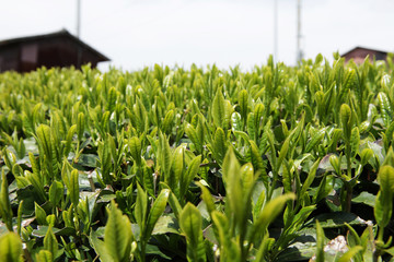 The image of landscape