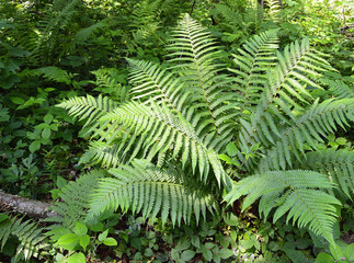 дикий папоротник в лесу