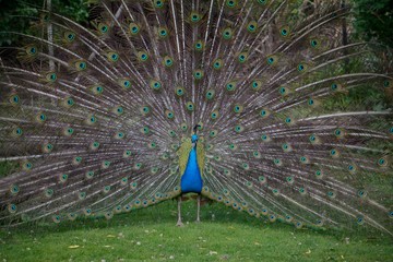 pfau in freiem