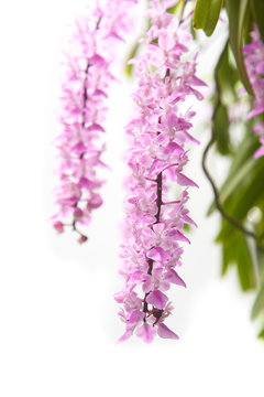 Tropical orchid flower (Aerides multiflora Roxb) bloom